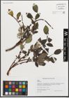 Foto von Salix L.